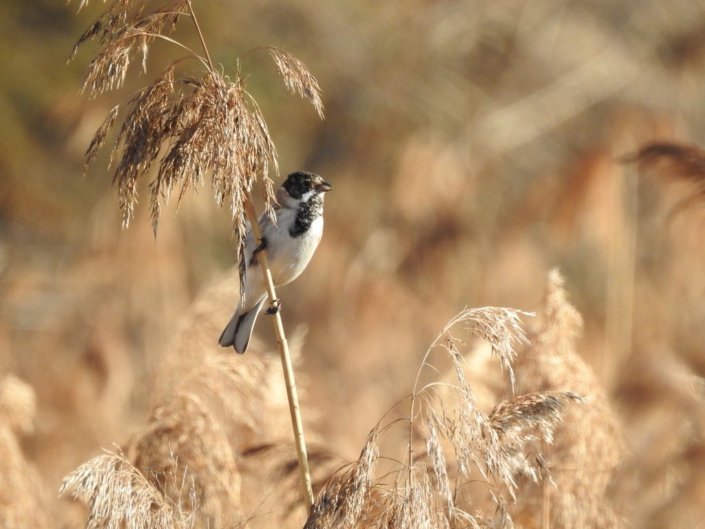 Common Reed Bunting