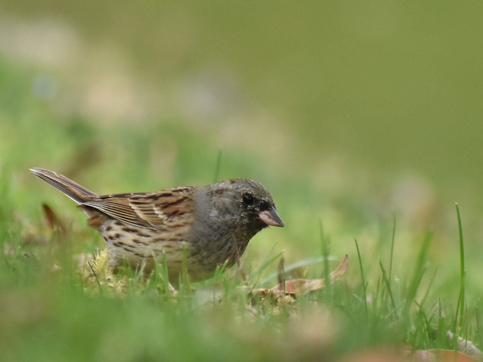Black-faced Bunting