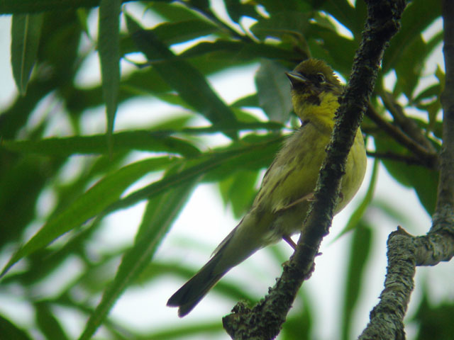Yellow Bunting