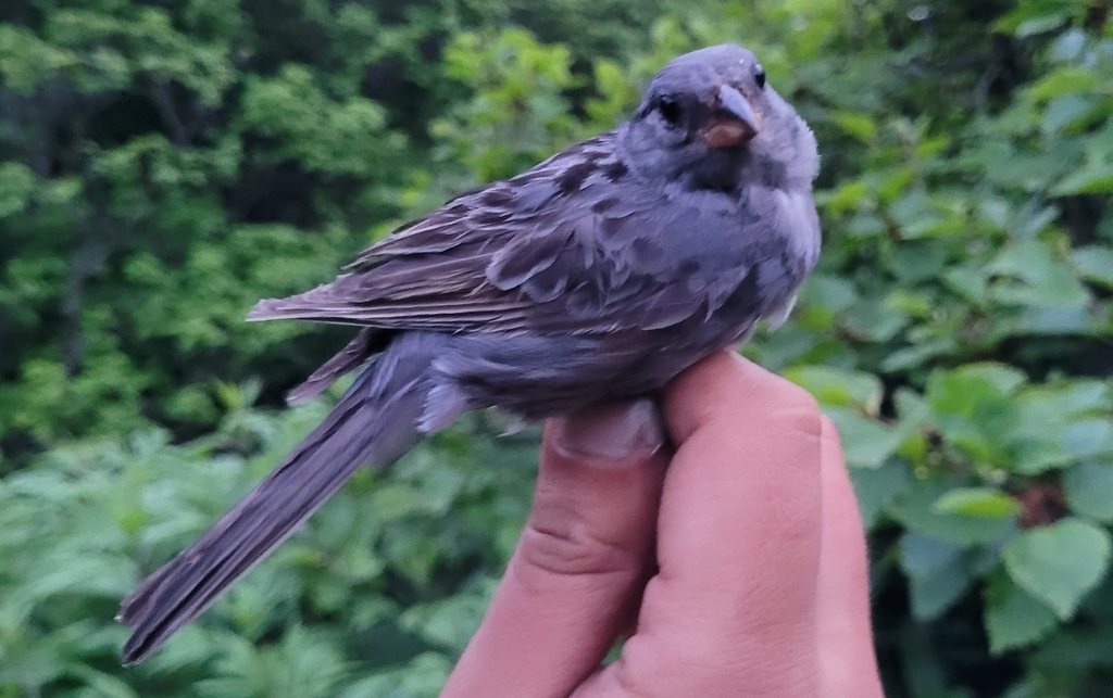 Grey Bunting