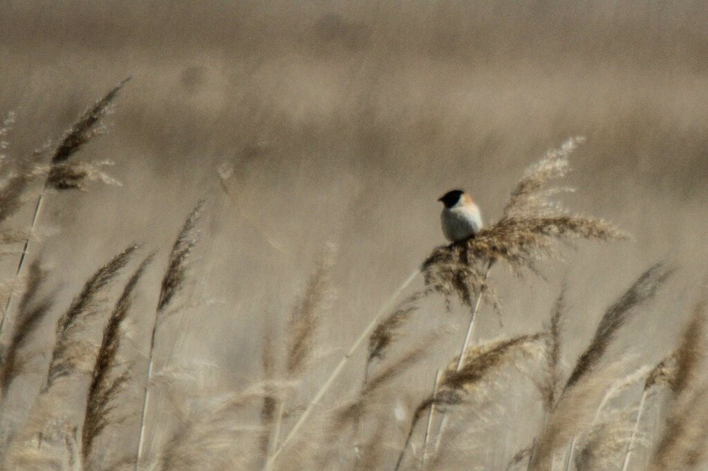 Ochre-rumped Bunting