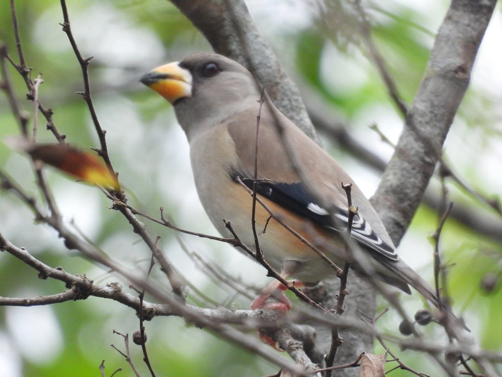 Chinese Grosbeak