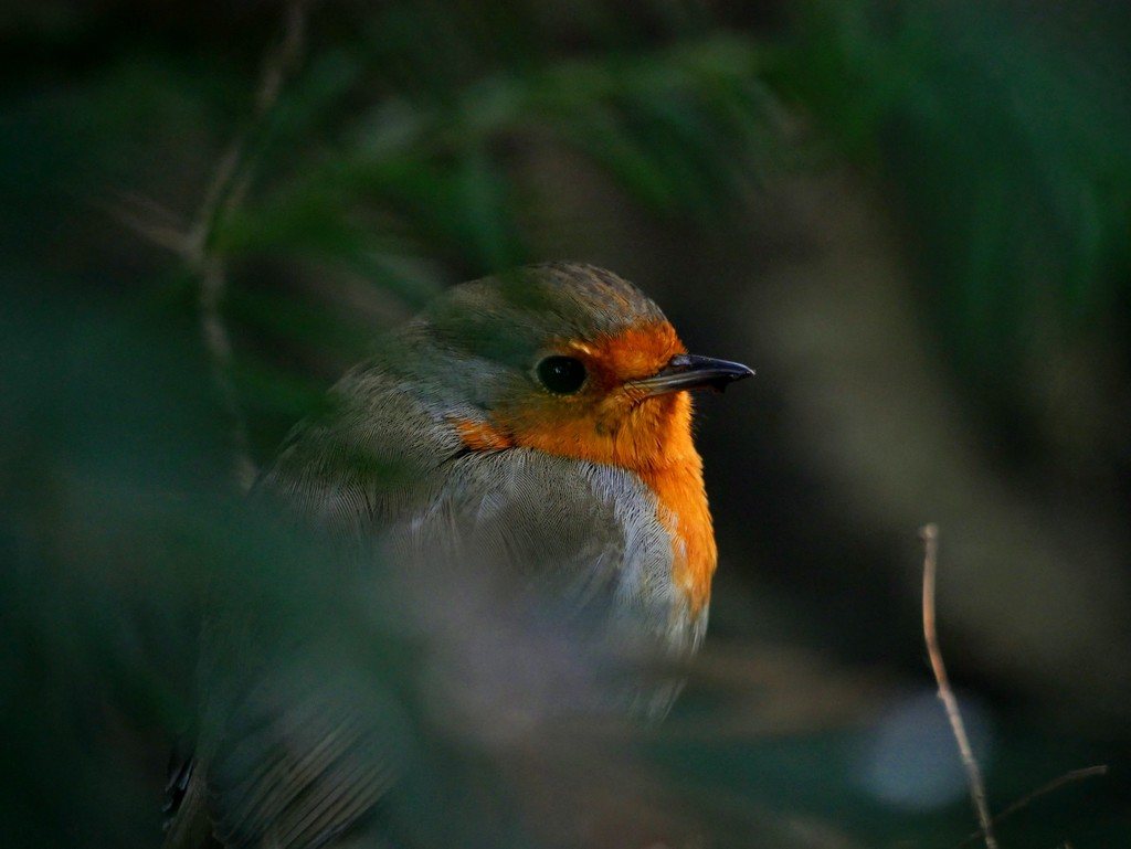 European Robin