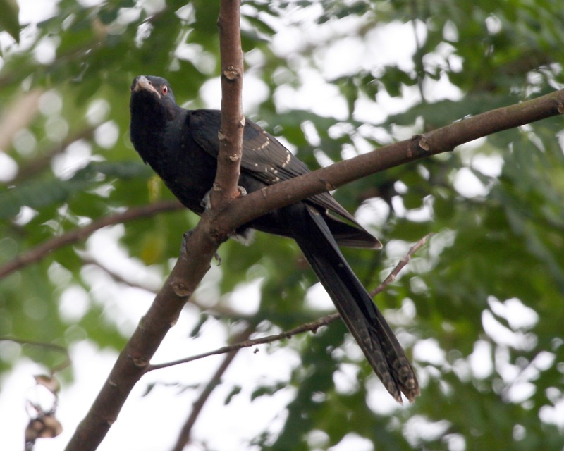 Asian Koel