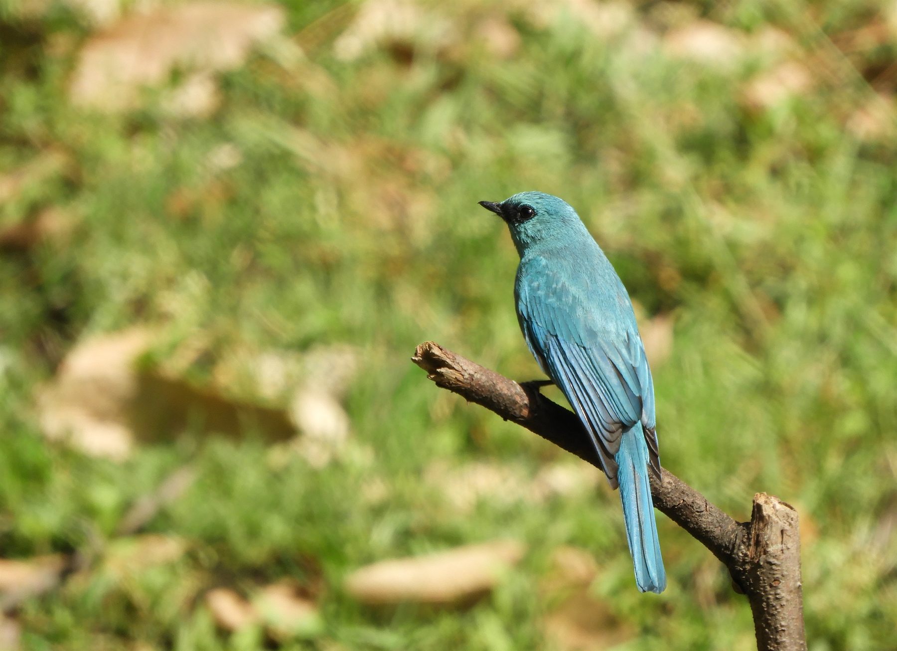 Verditer Flycatcher