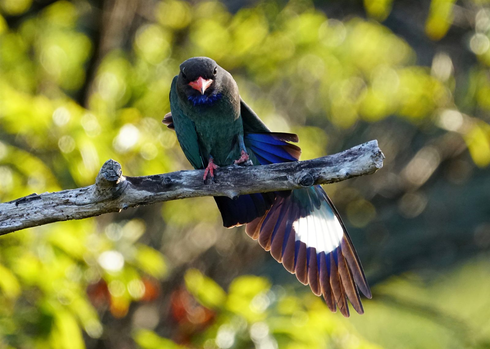 Oriental Dollarbird