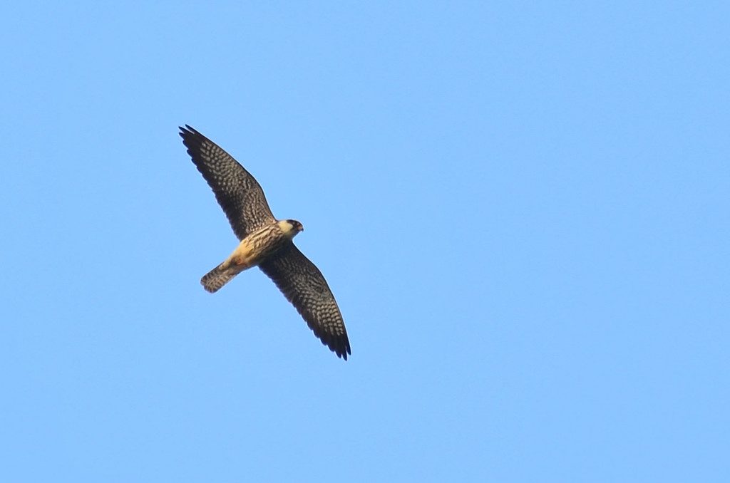 Amur Falcon