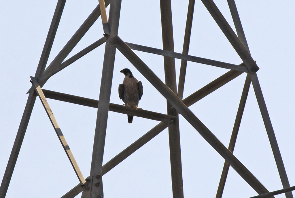 Peregrine Falcon