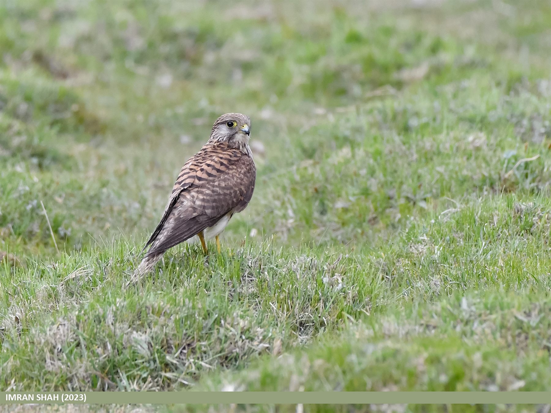 Common Kestrel