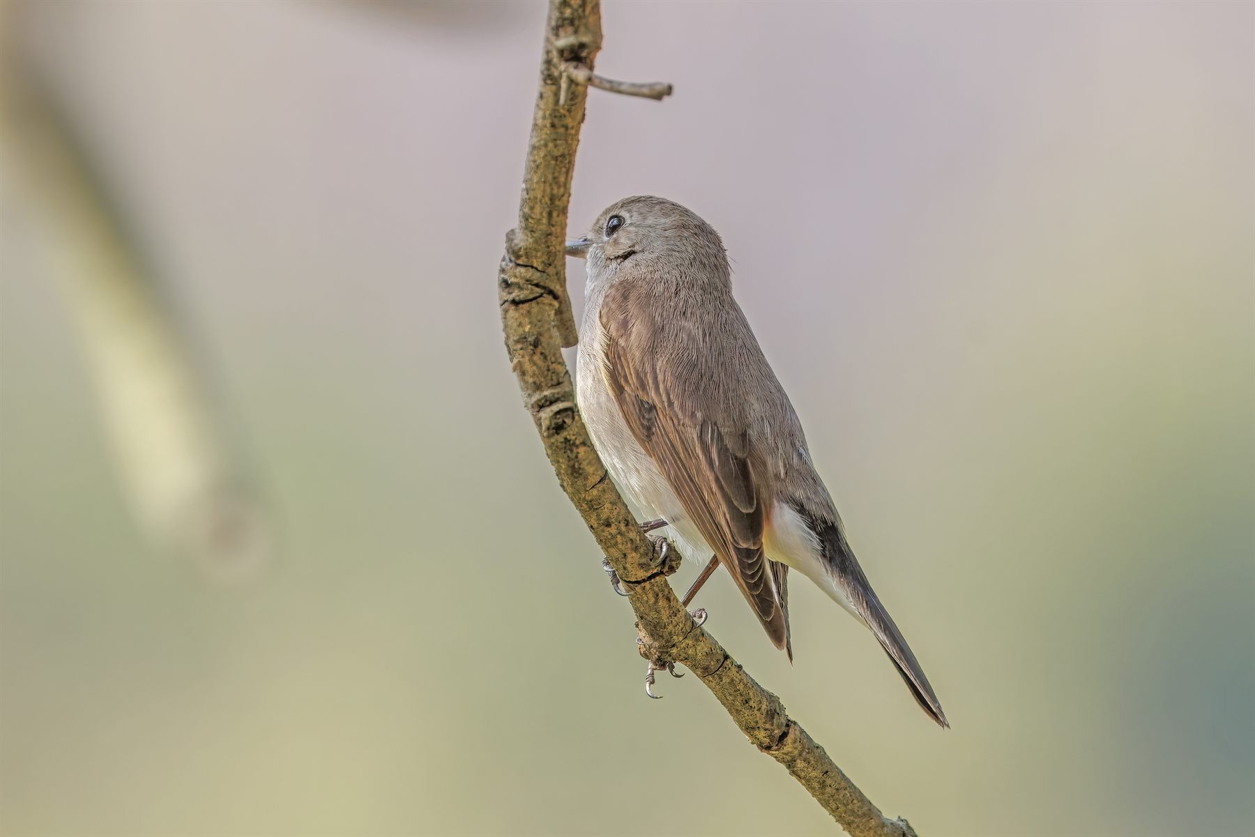 Taiga Flycatcher