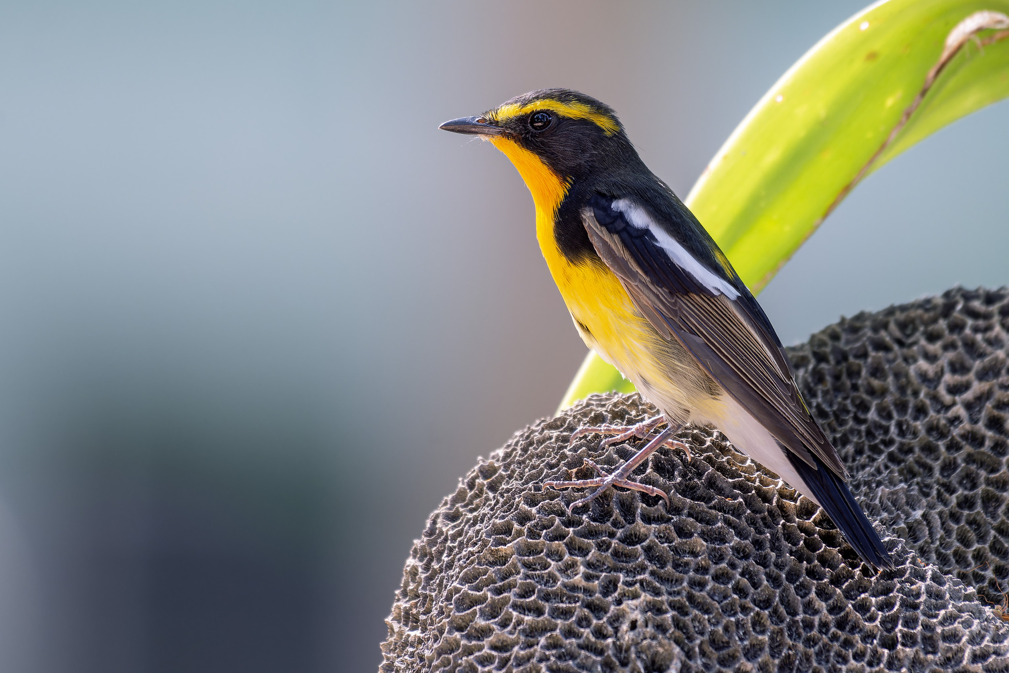Narcissus Flycatcher