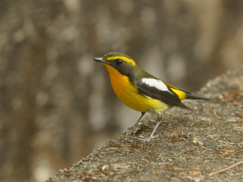 Ryukyu Flycatcher