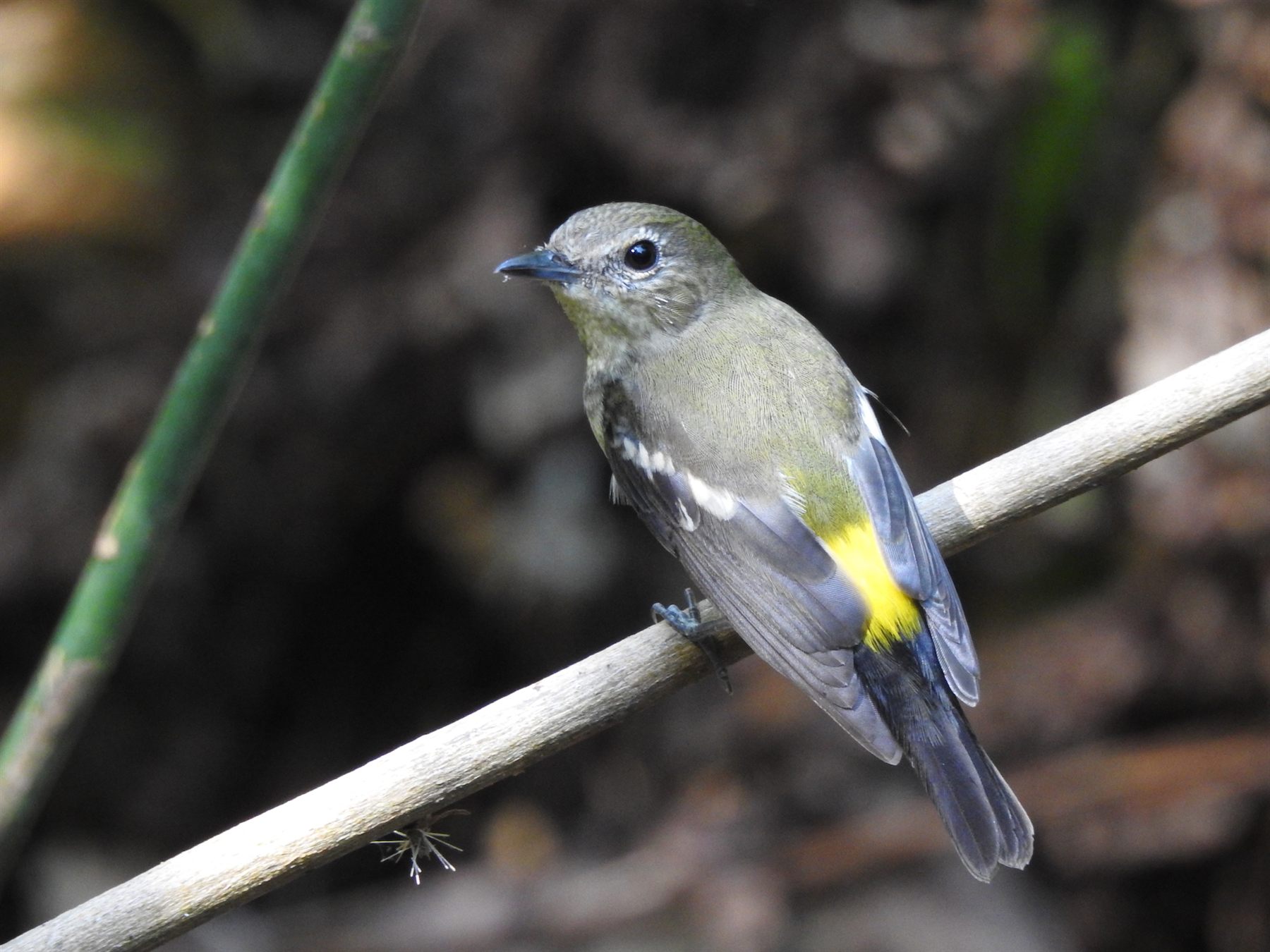 Yellow-rumped Flycatcher