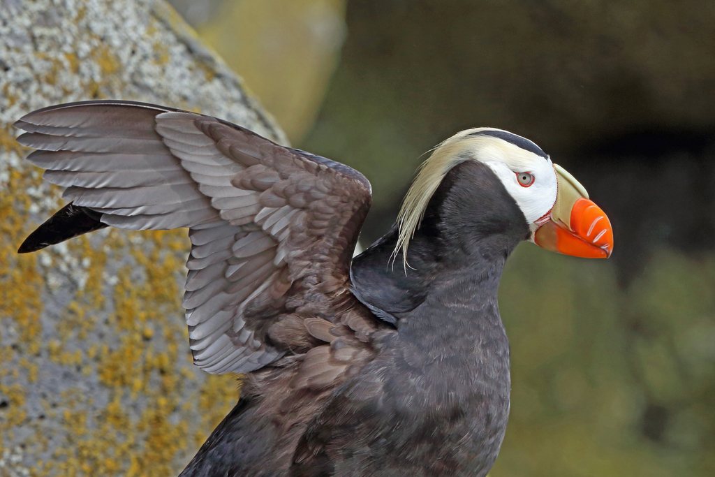 Tufted Puffin