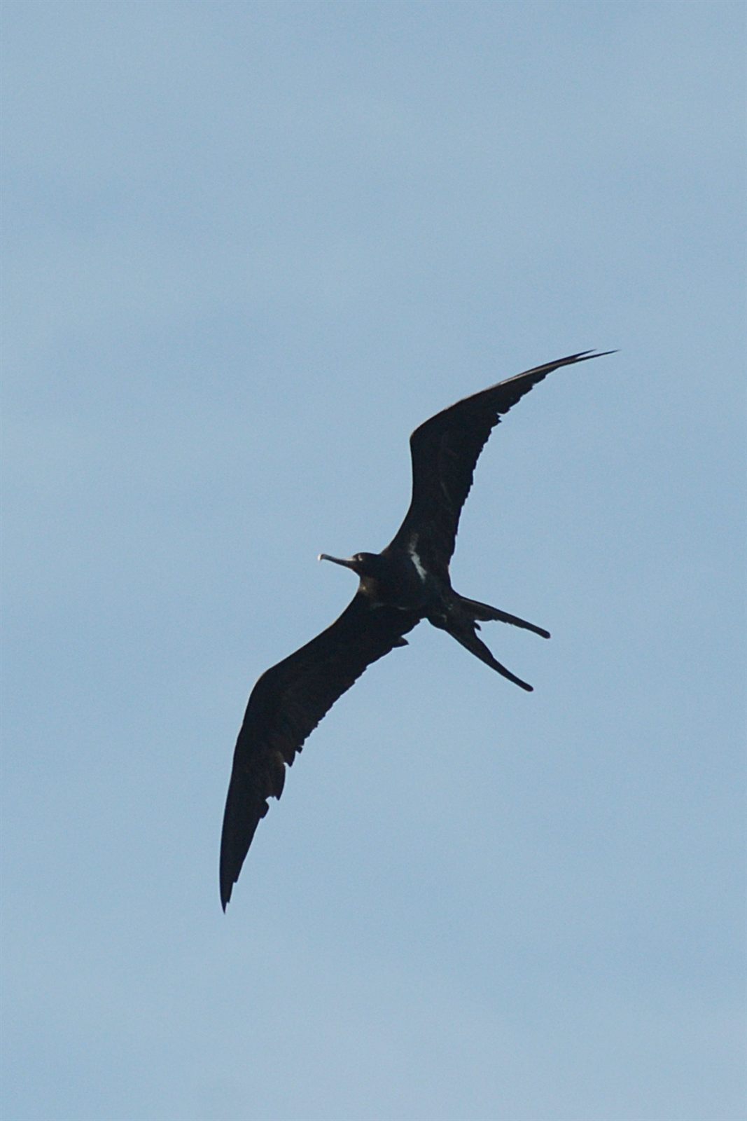 Lesser Frigatebird
