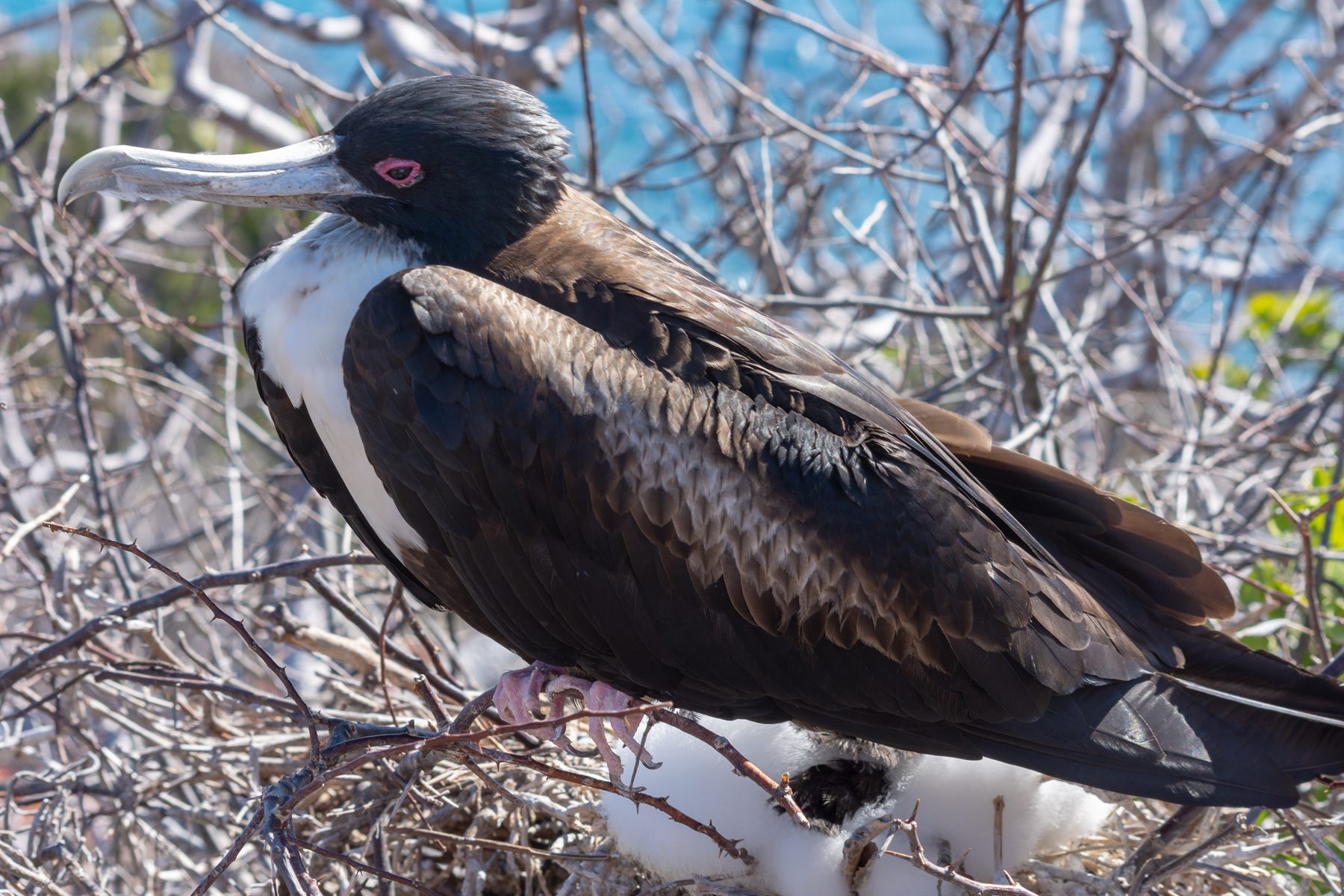 Great Frigatebird