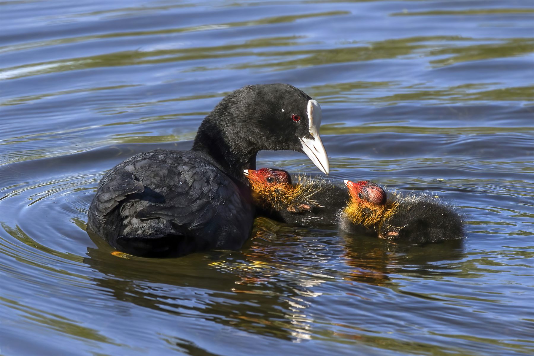 Eurasian Coot