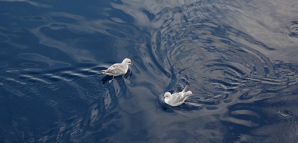 Northern Fulmar