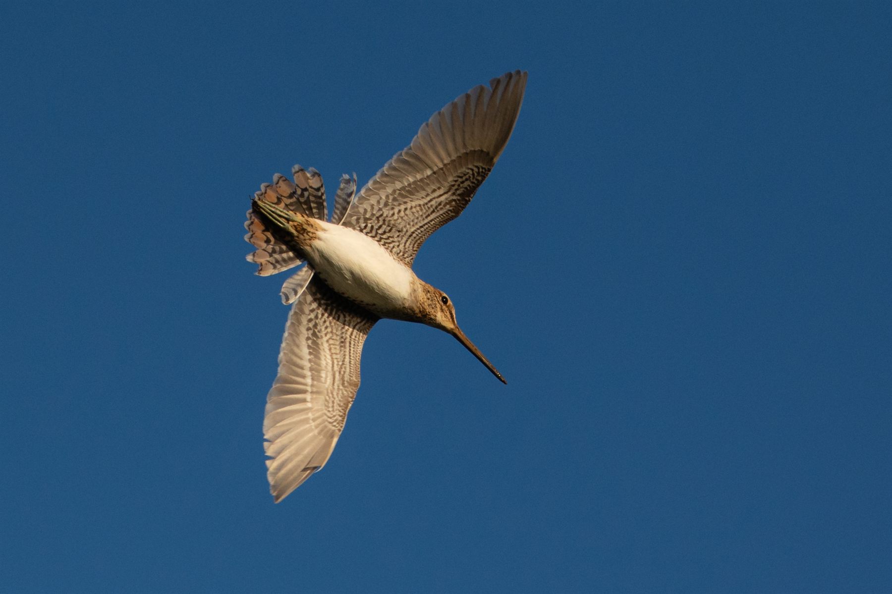 Common Snipe