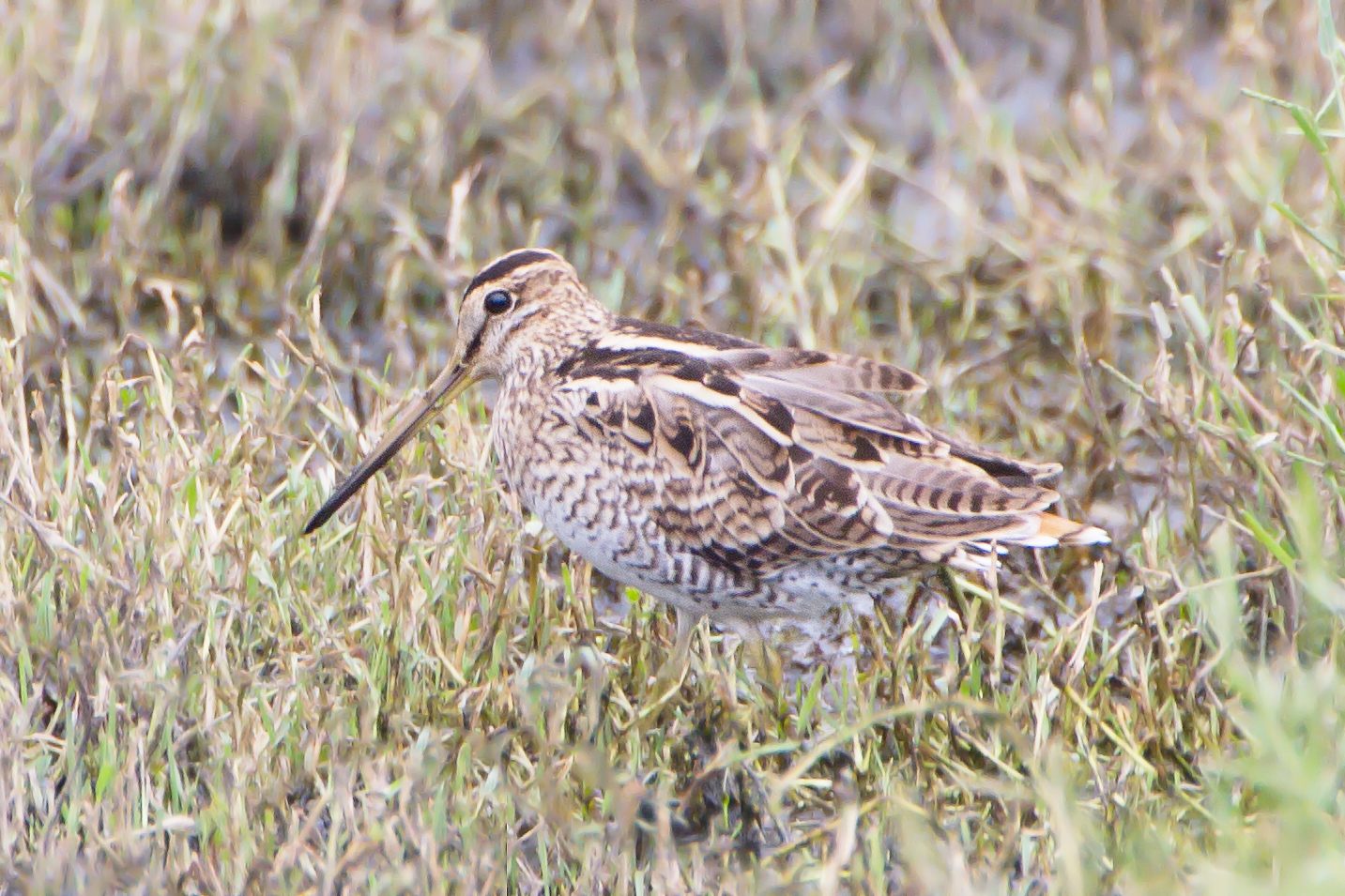 Latham's Snipe