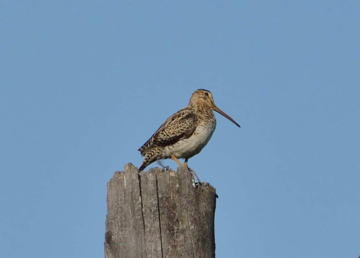 Swinhoe's Snipe