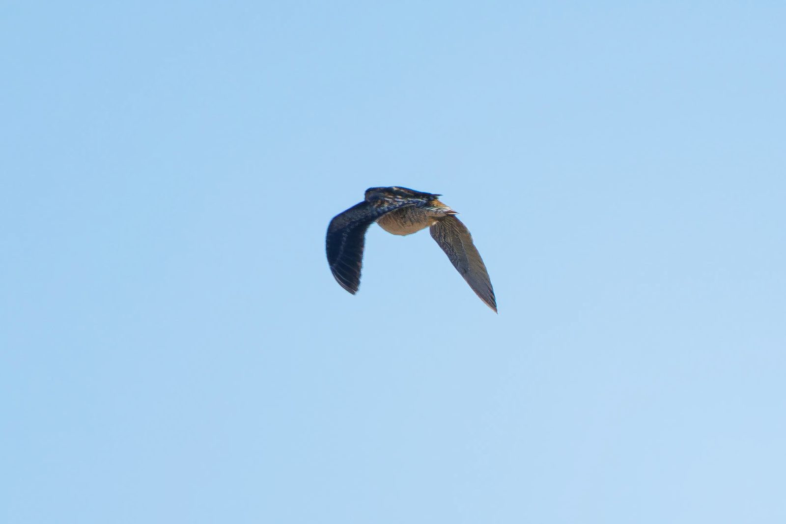 Solitary Snipe