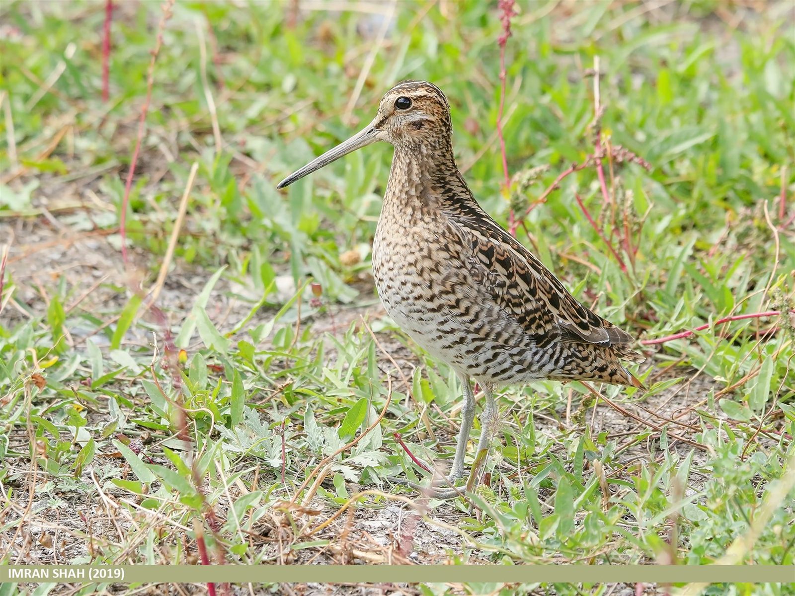Pin-tailed Snipe