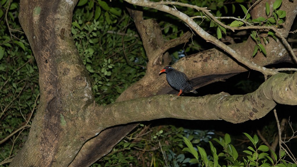 Okinawa Rail