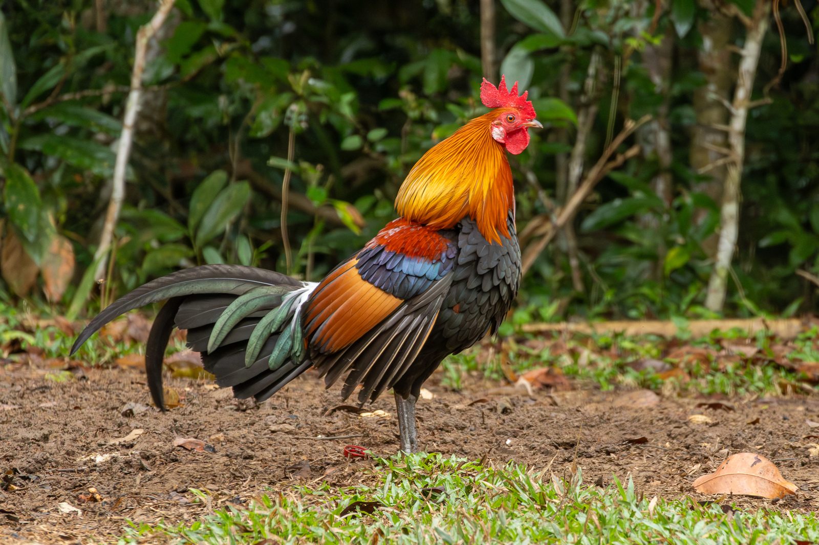 Red Junglefowl