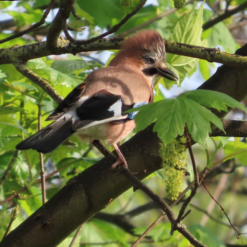 Eurasian Jay