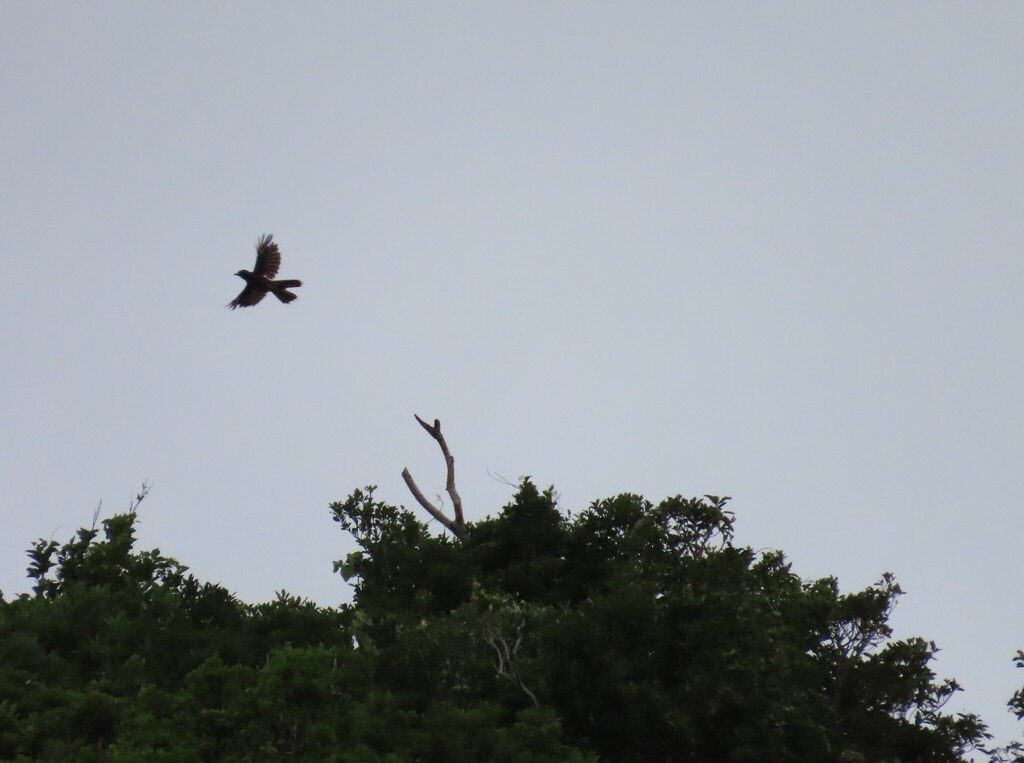 Lidth's Jay