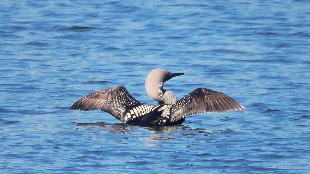 Black-throated Loon