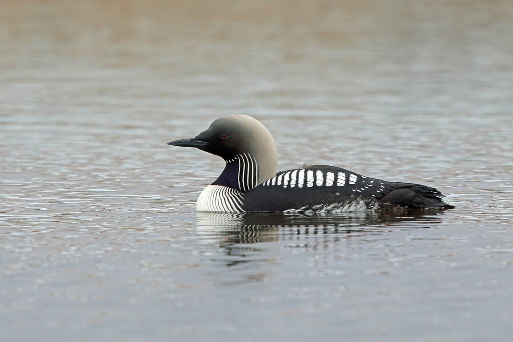 Pacific Loon