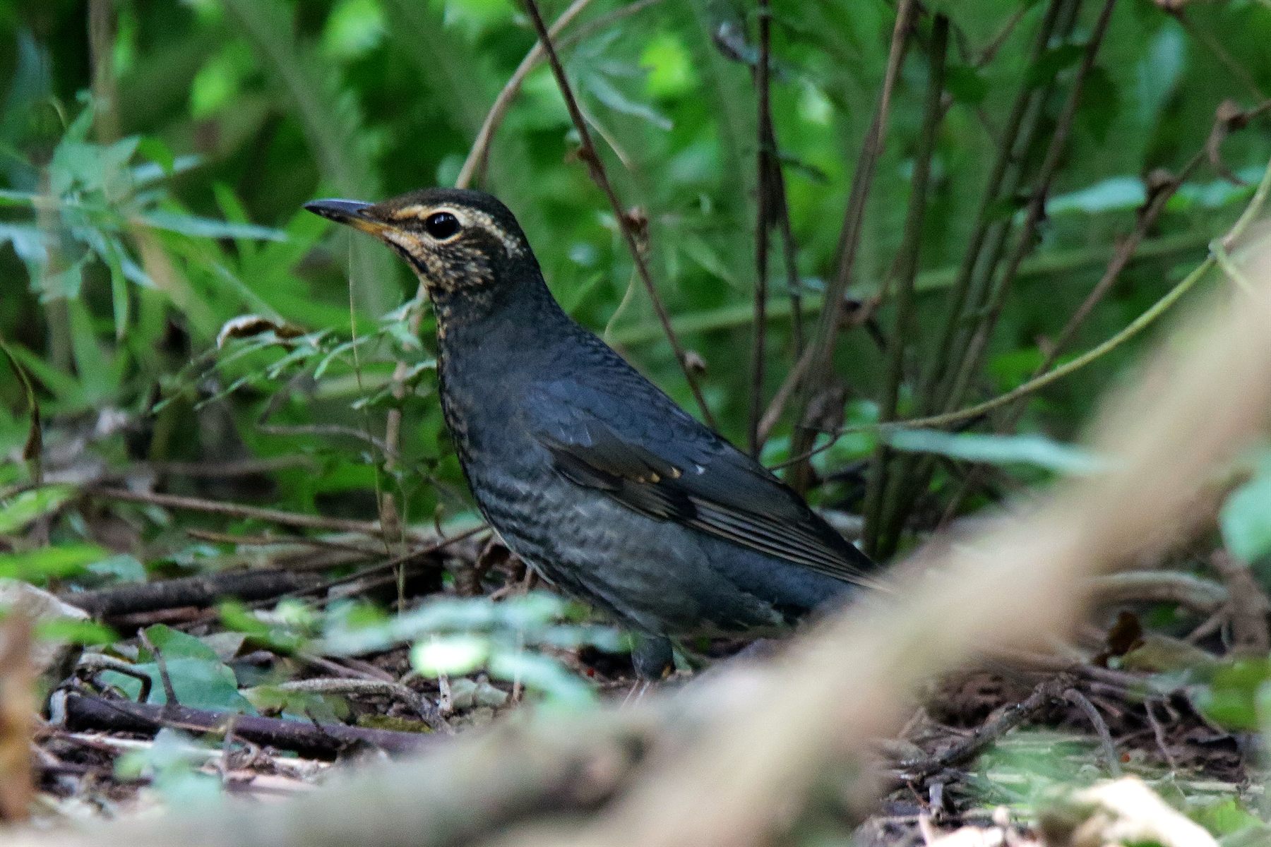 Siberian Thrush