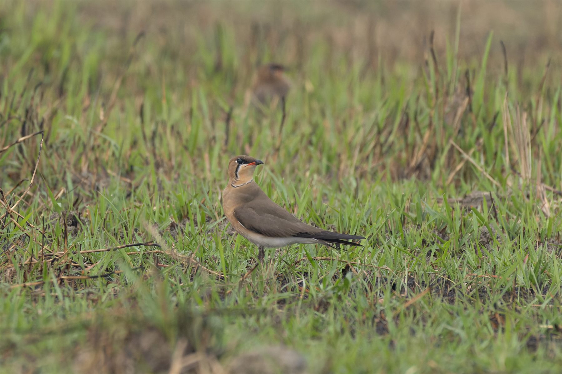 Oriental Pratincole