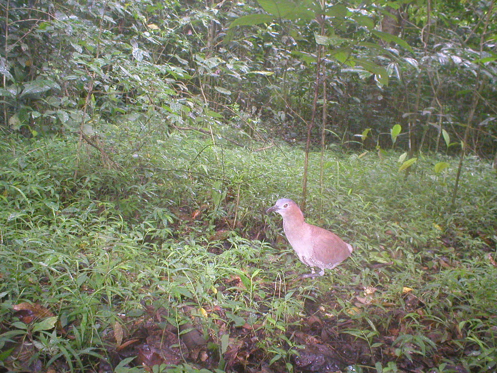 Malayan Night Heron