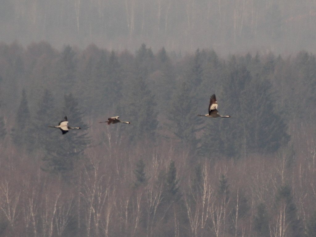 Common Crane