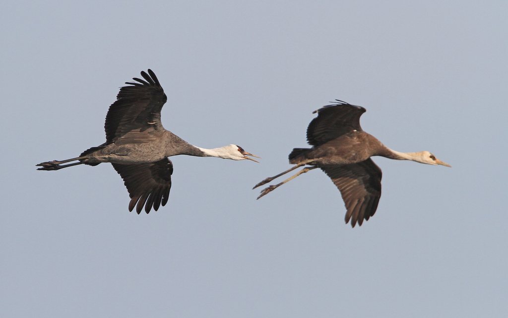 Hooded Crane