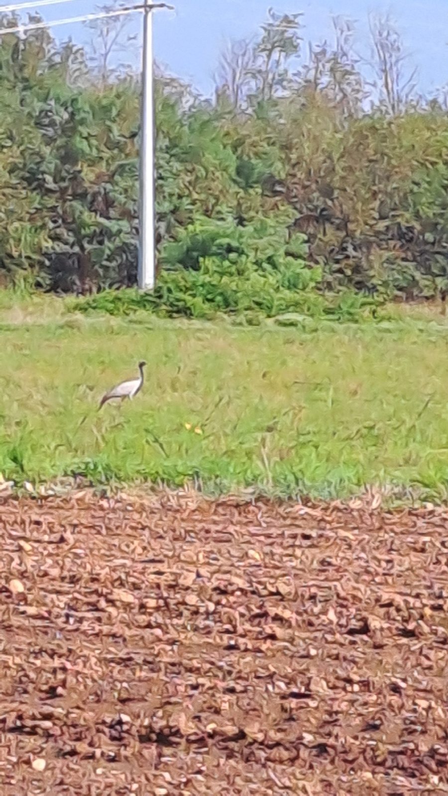 Demoiselle Crane