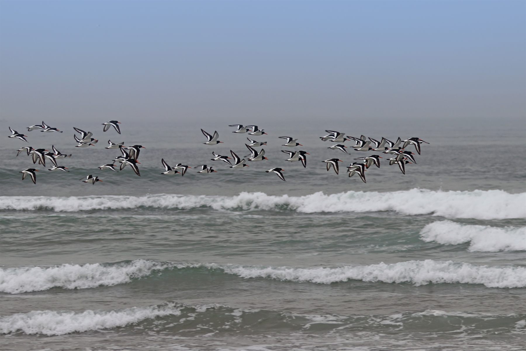 Eurasian Oystercatcher