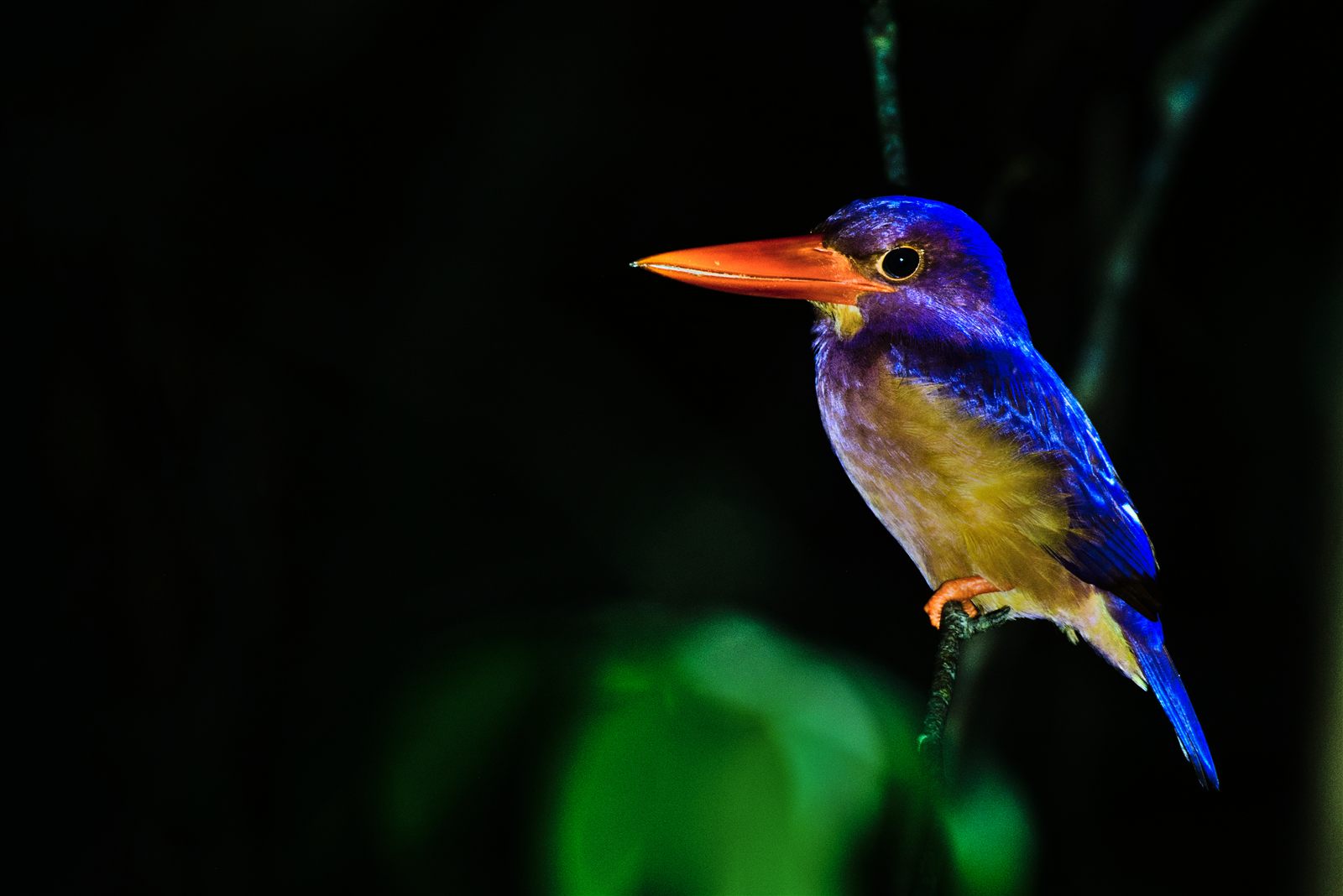 Ruddy Kingfisher