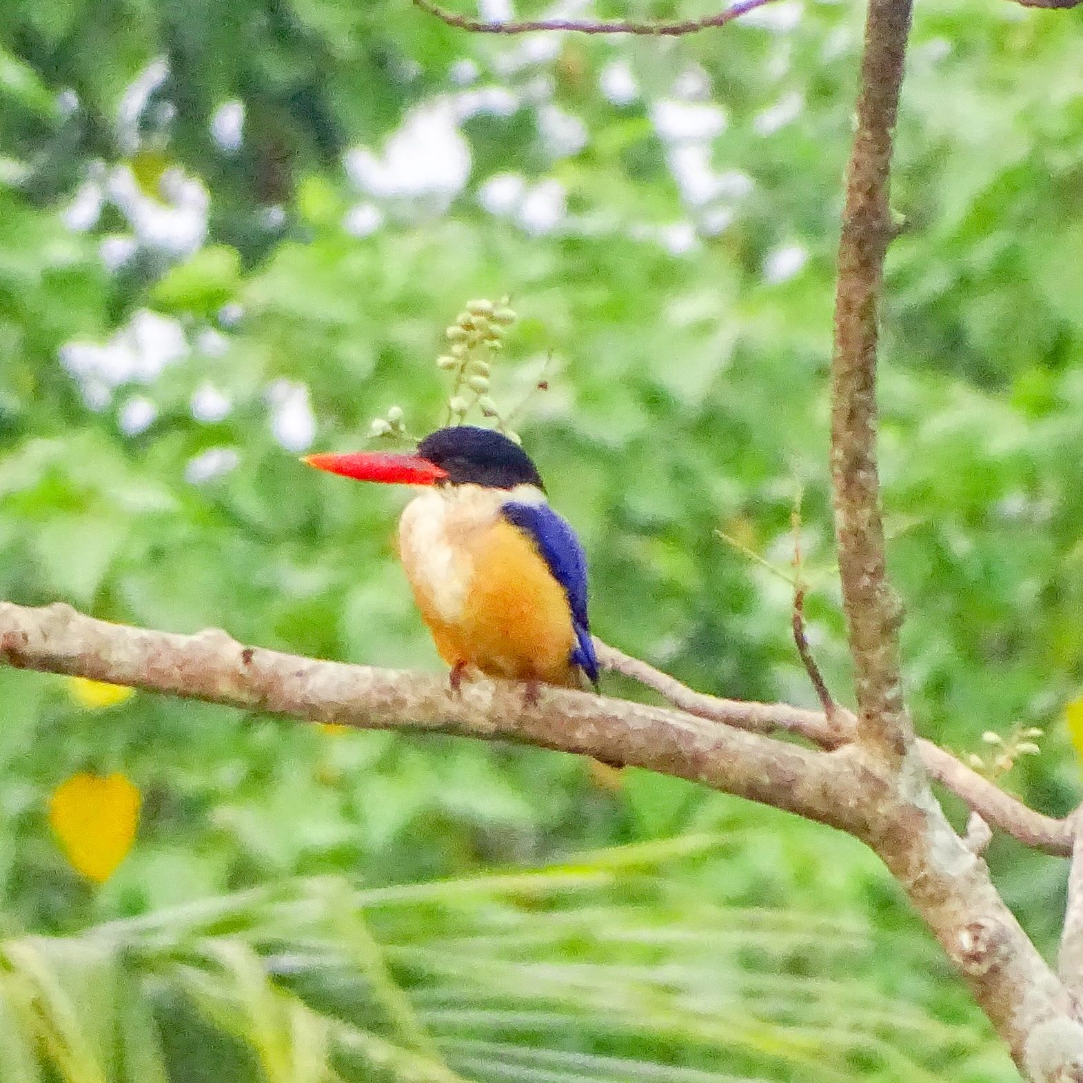 Black-capped Kingfisher