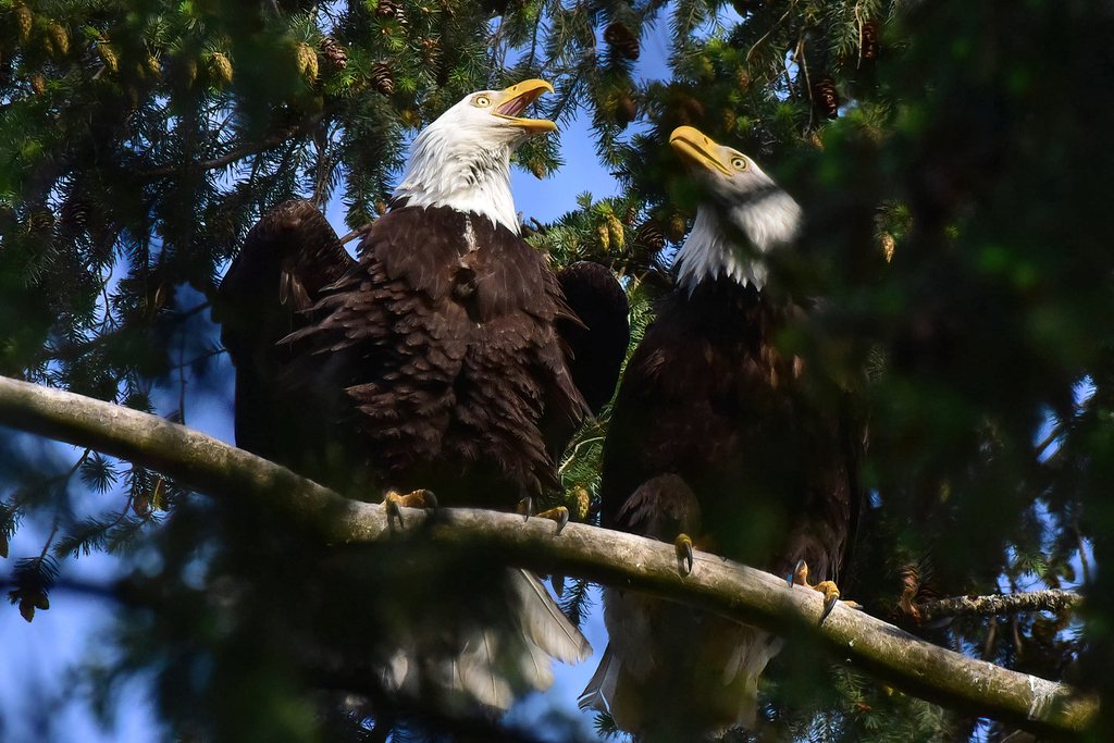 Bald Eagle