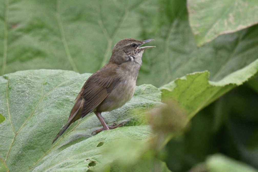Sakhalin Grasshopper Warbler