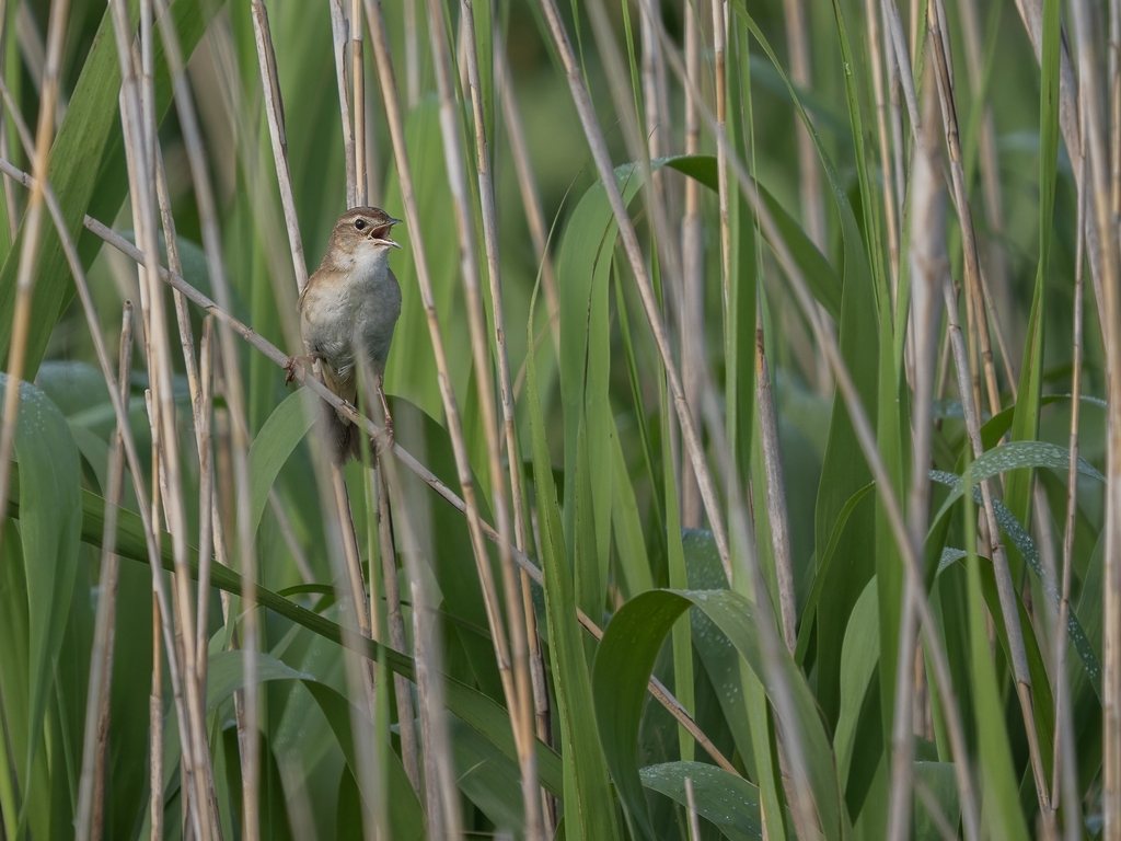 Marsh Grassbird