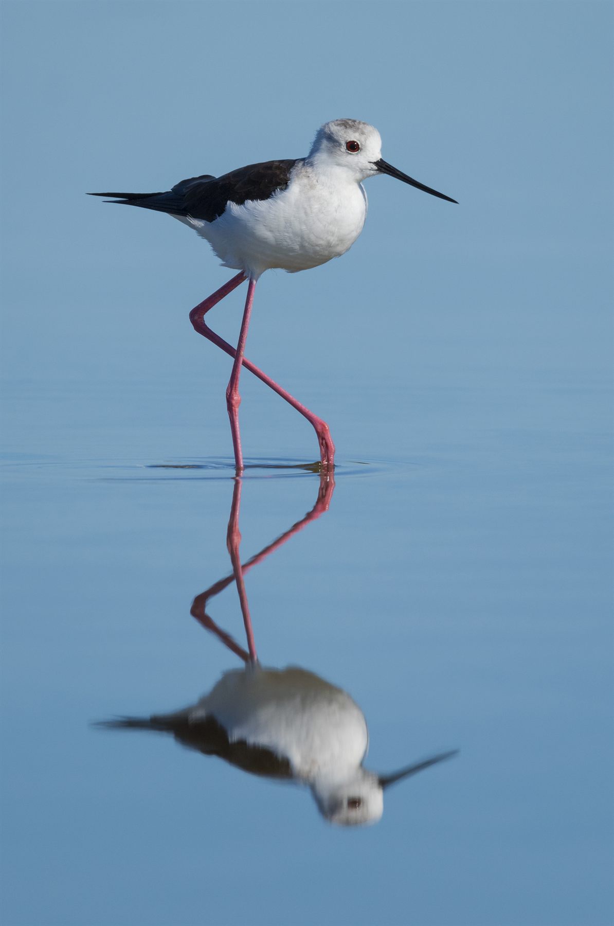 Black-winged Stilt