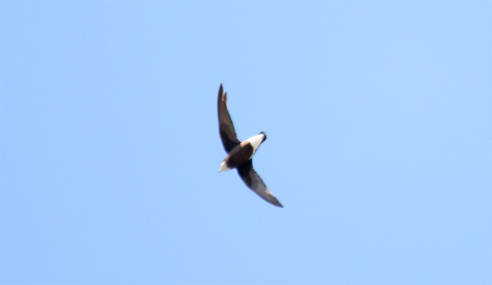 White-throated Needletail