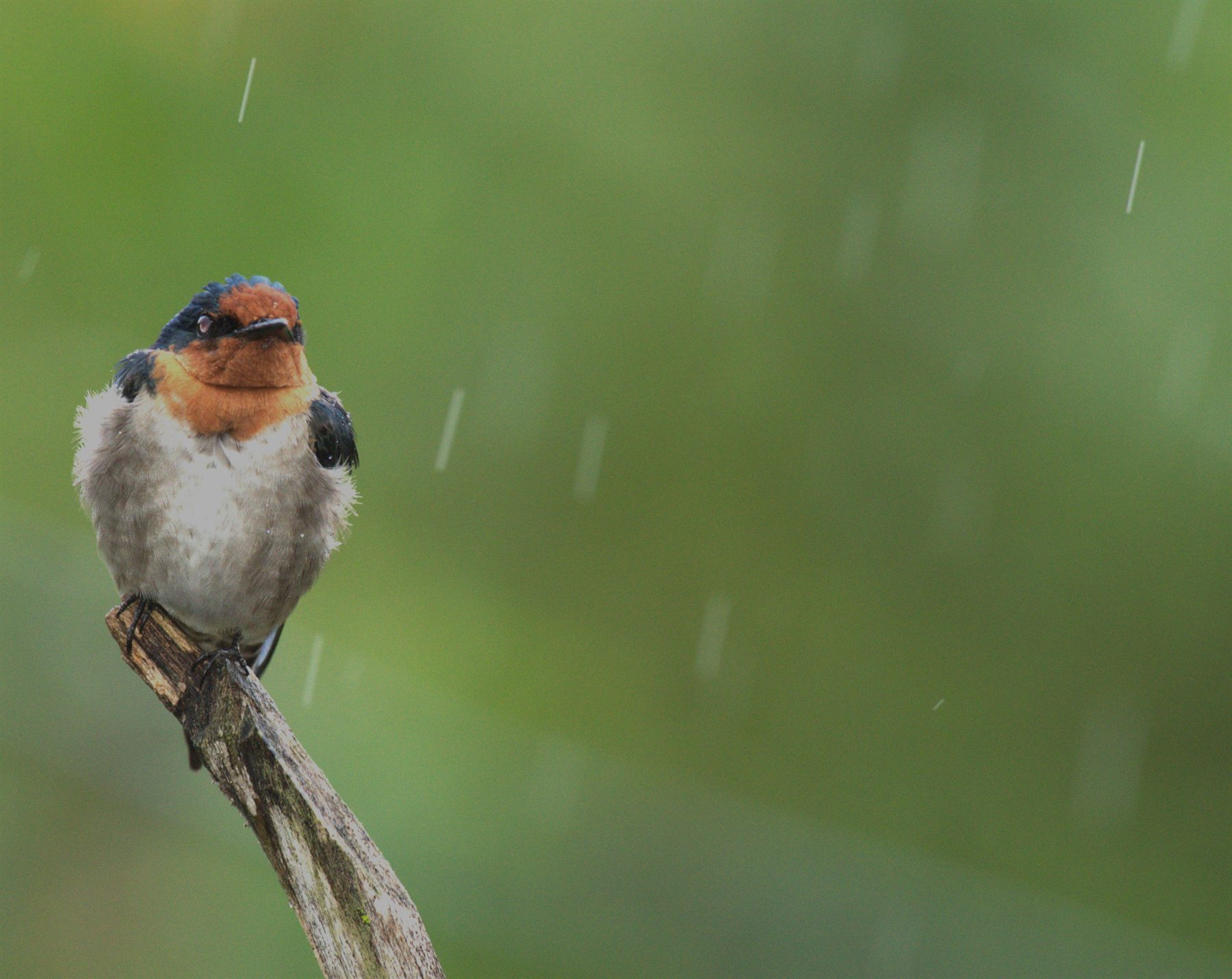 Pacific Swallow