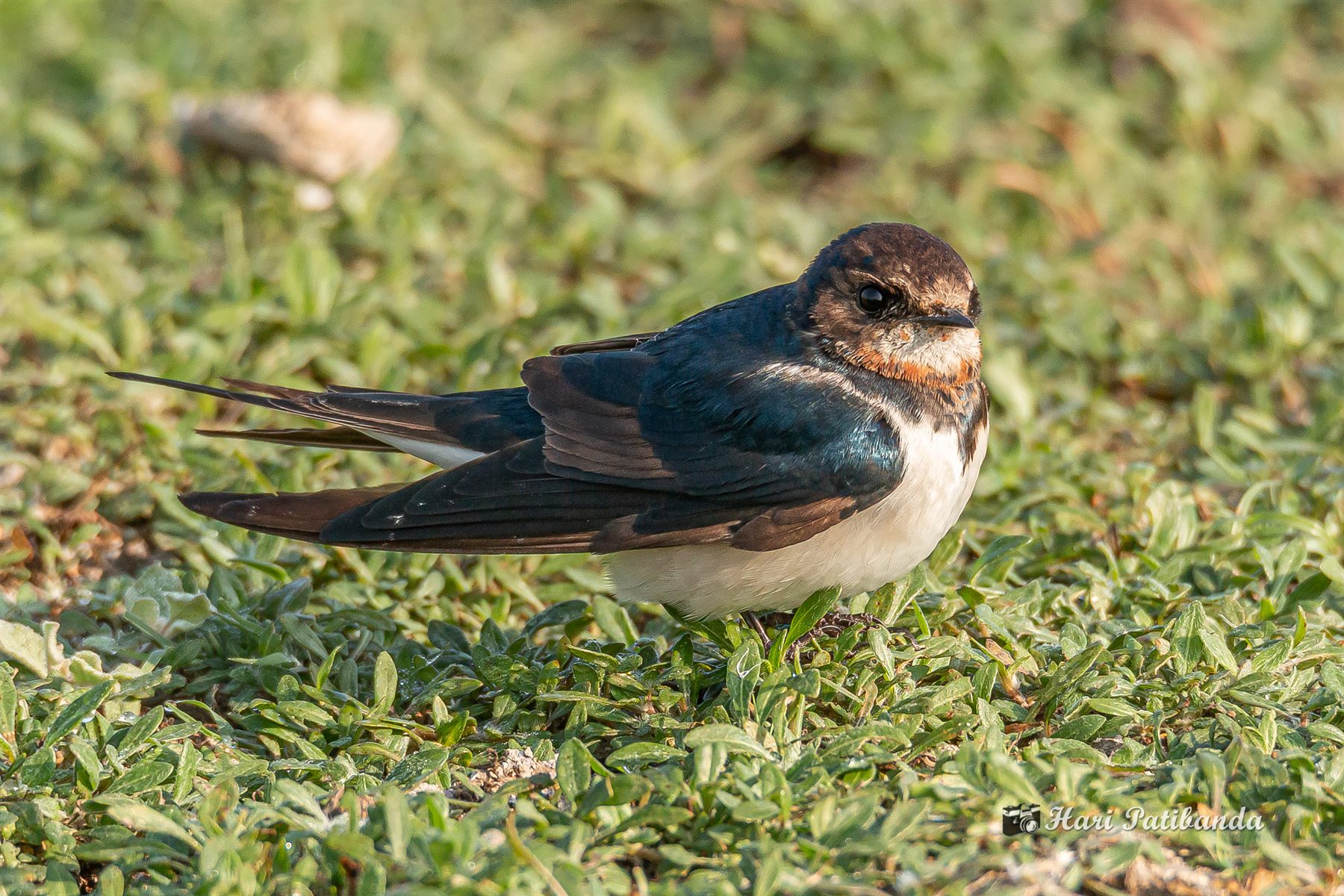 Barn Swallow