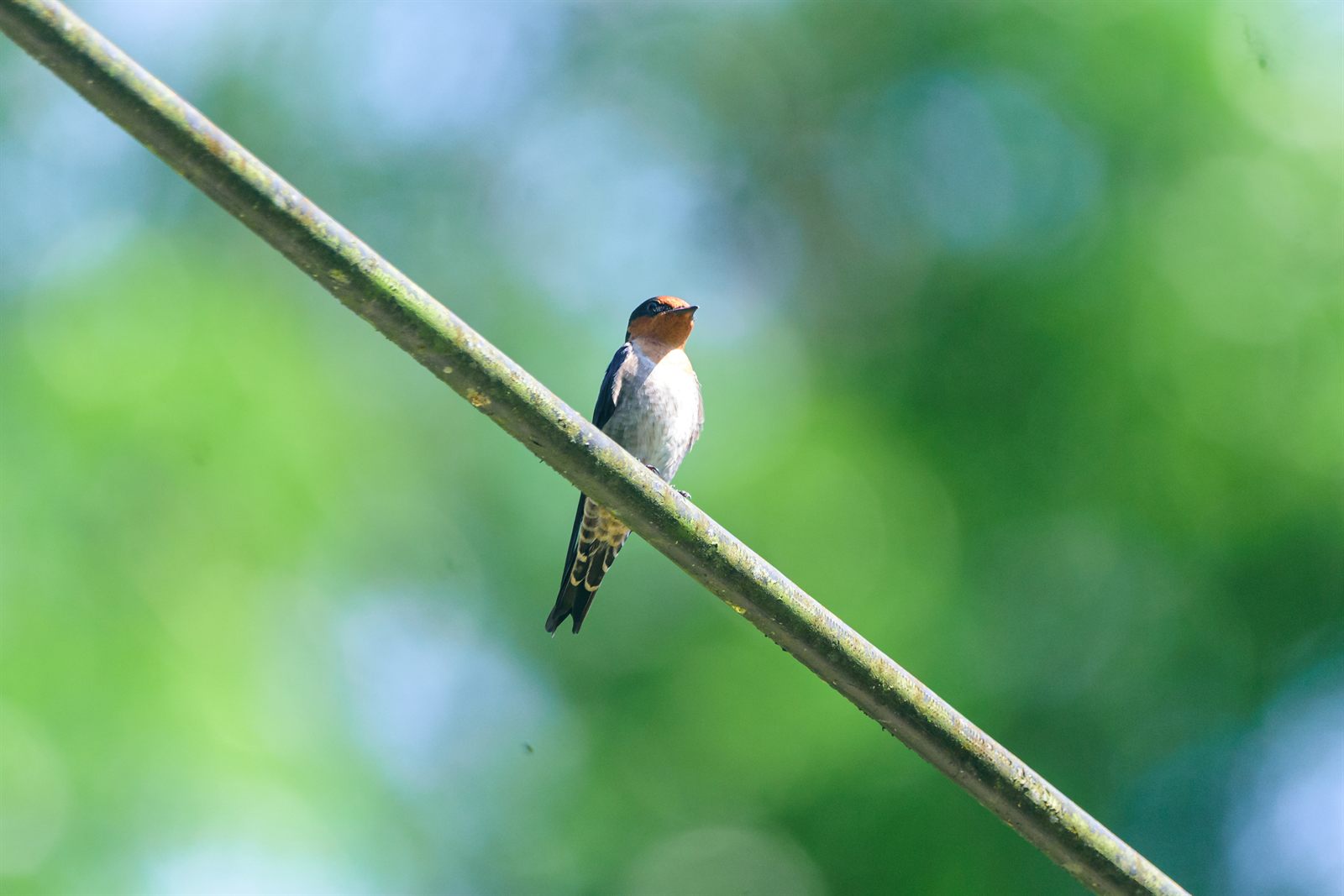 Tahiti Swallow